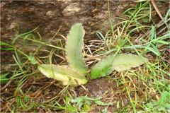 Euphorbia fusiformis